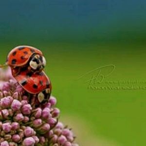 Meet your Posher, Debra